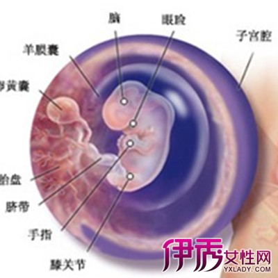 供卵试管婴儿胚胎或囊胚移植中常见的问题有哪些