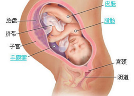 华夏医院做赠卵试管婴儿哪个育儿医生好？