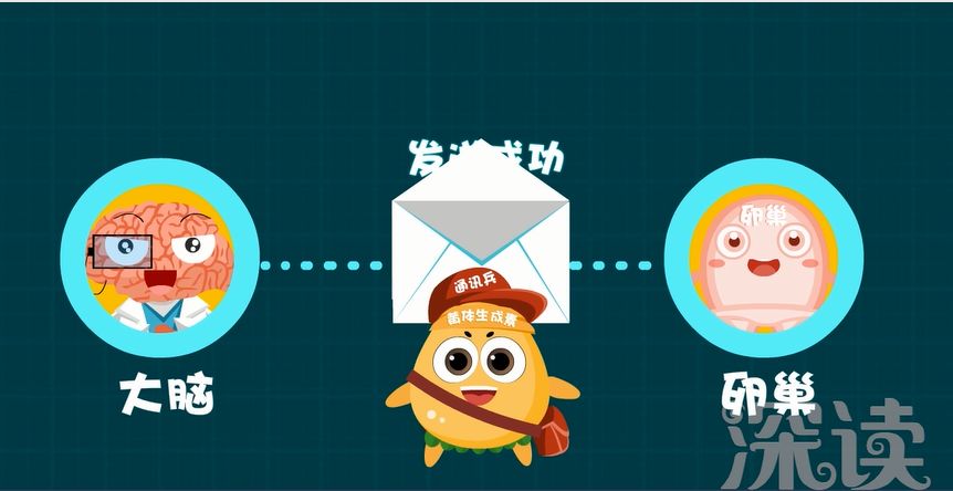供卵试管婴儿生育治疗中胚胎移植成功率最高的四类妇女是什么？