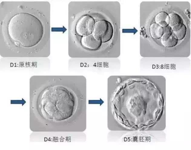 这些是借卵做生子自怀试管必须知道的促排卵药物常识
