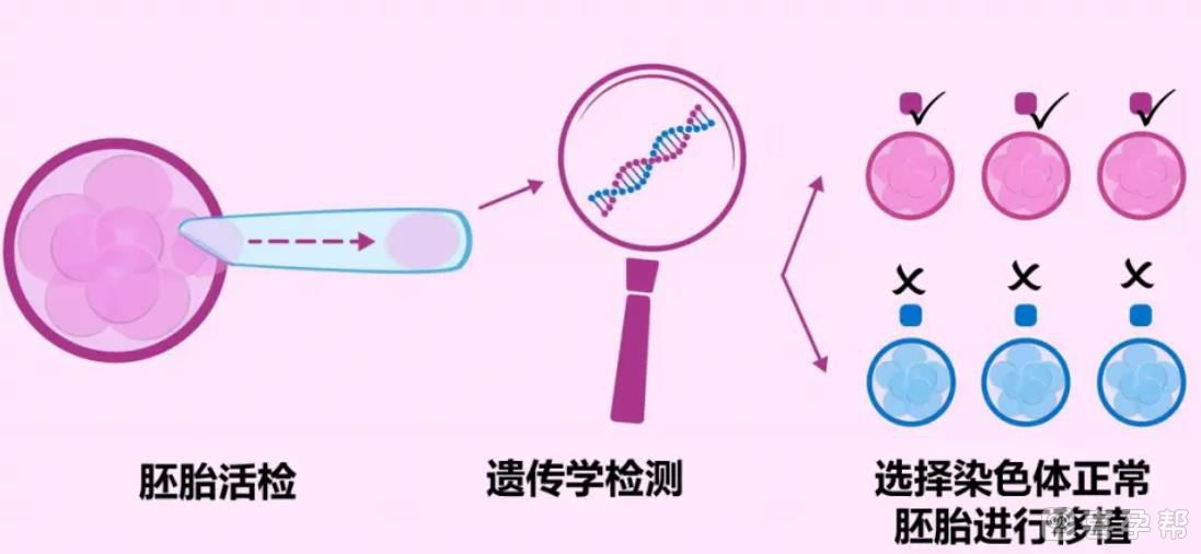 试管冻胚和鲜胚哪个成功率比较高